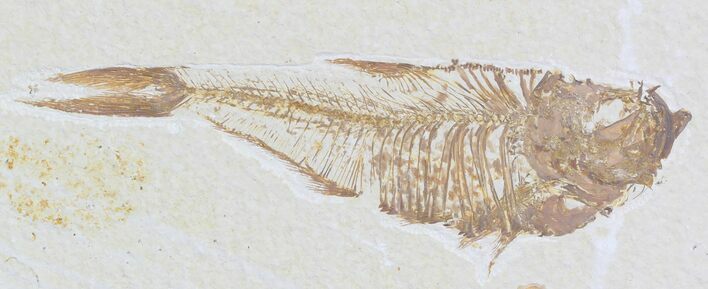 Detailed Diplomystus Fish Fossil From Wyoming #32735
